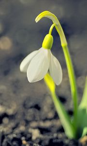 Превью обои подснежник, весна, цветок, лепестки, белый