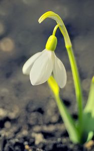Превью обои подснежник, весна, цветок, лепестки, белый