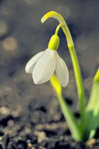 Превью обои подснежник, весна, цветок, лепестки, белый