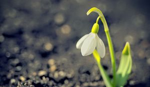 Превью обои подснежник, весна, цветок, лепестки, белый