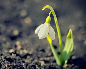 Превью обои подснежник, весна, цветок, лепестки, белый