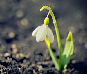 Превью обои подснежник, весна, цветок, лепестки, белый