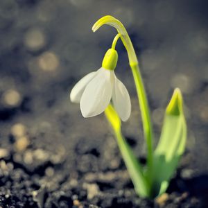 Превью обои подснежник, весна, цветок, лепестки, белый