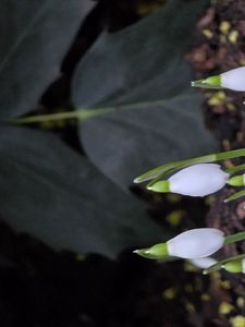 Превью обои подснежники, цветы, белый, весна, бутоны