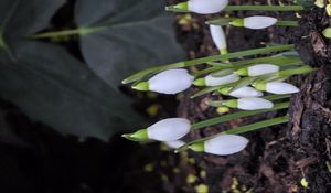 Превью обои подснежники, цветы, белый, весна, бутоны