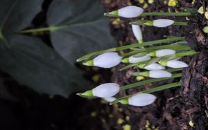 Превью обои подснежники, цветы, белый, весна, бутоны