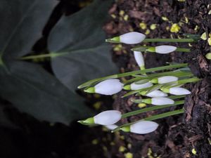 Превью обои подснежники, цветы, белый, весна, бутоны