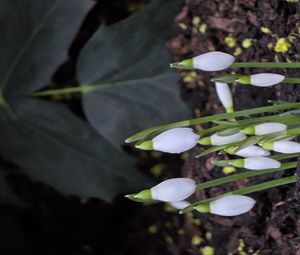 Превью обои подснежники, цветы, белый, весна, бутоны