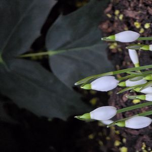 Превью обои подснежники, цветы, белый, весна, бутоны