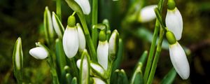Превью обои подснежники, цветы, бутоны, белый, макро