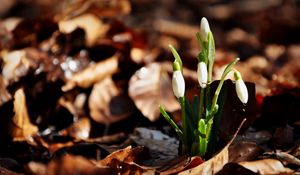 Превью обои подснежники, цветы, капли, три, листья