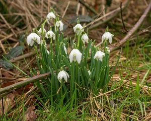 Превью обои подснежники, цветы, весна, трава
