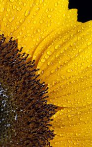 Превью обои подсолнух, капли, лепестки