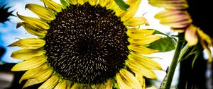 Превью обои подсолнух, лепестки, листья, желтый
