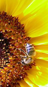 Превью обои подсолнух, пчела, опыление, желтый