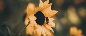 Превью обои подсолнух, пчела, цветок, лепестки, желтый