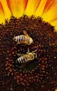 Превью обои подсолнух, пчелы, опыление