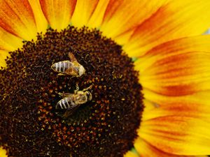Превью обои подсолнух, пчелы, опыление