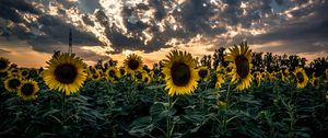 Превью обои подсолнух, поле, цветок, закат