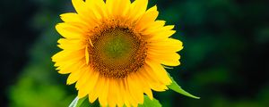 Превью обои подсолнух, цветок, лепестки, желтый, растение
