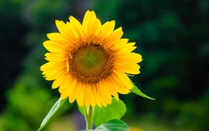 Превью обои подсолнух, цветок, лепестки, желтый, растение