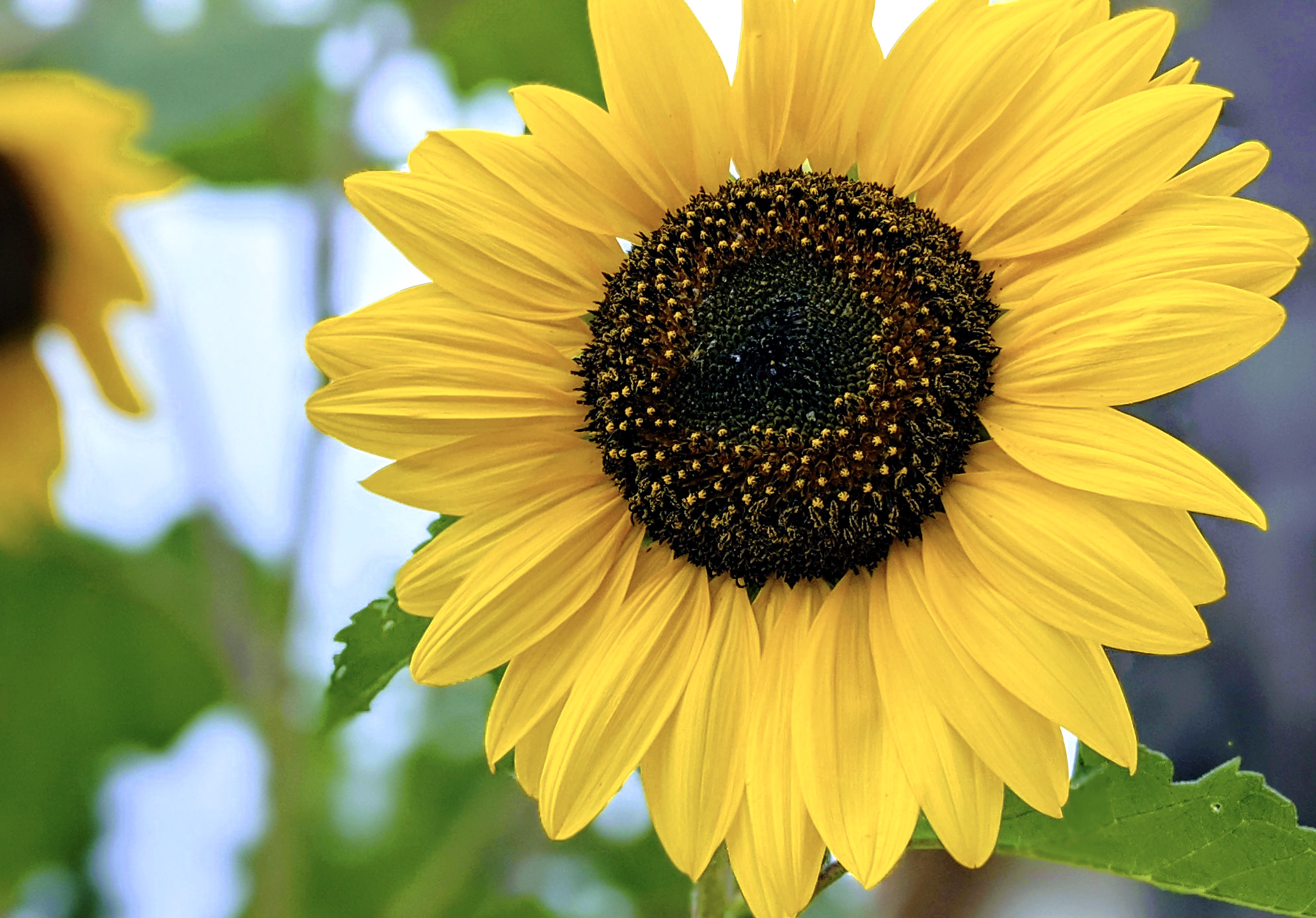 Helianthus argophyllus