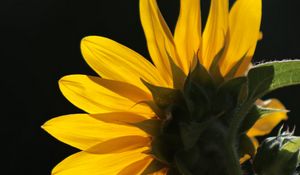 Превью обои подсолнух, цветок, лепестки, макро, желтый