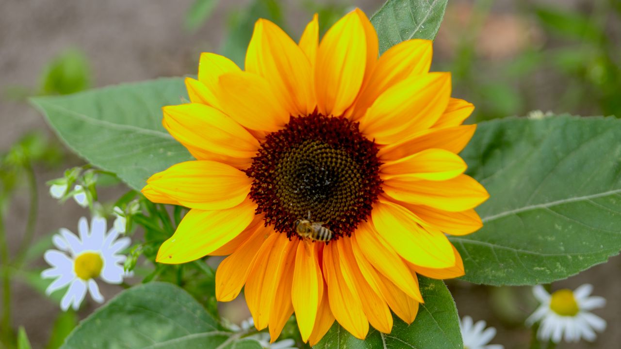 Обои подсолнух, цветок, лепестки, пчела, макро, желтый