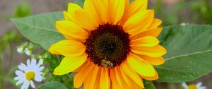 Превью обои подсолнух, цветок, лепестки, пчела, макро, желтый
