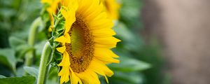 Превью обои подсолнух, цветок, листья, лепестки, желтый