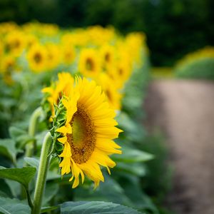 Превью обои подсолнух, цветок, листья, лепестки, желтый