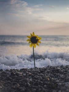 Превью обои подсолнух, цветок, море, камни, волны, прибой