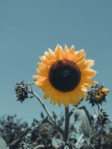 Превью обои подсолнух, цветок, цветение, лепестки
