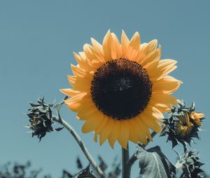 Превью обои подсолнух, цветок, цветение, лепестки