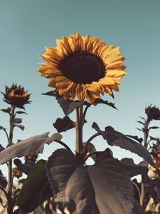 Превью обои подсолнух, цветок, цветение, желтый, растение