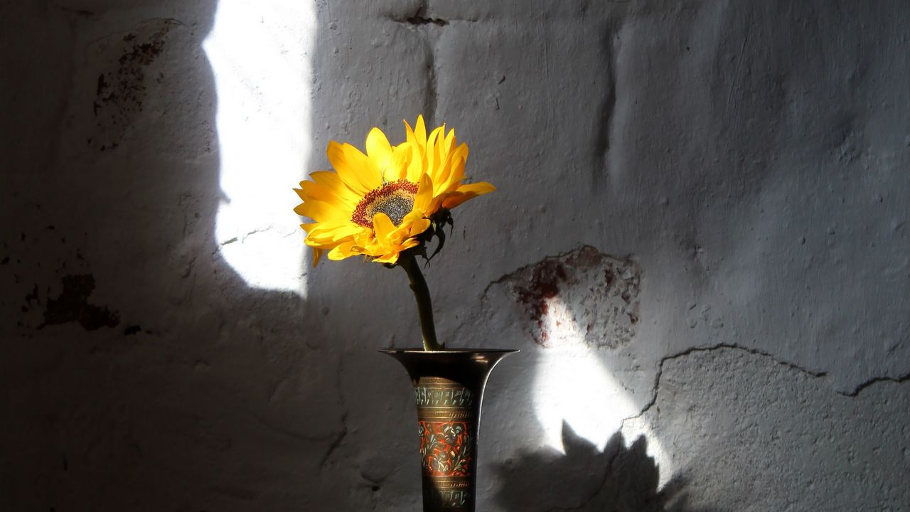 Обои подсолнух, цветок, ваза, лучи, стена