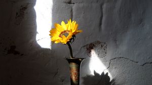 Превью обои подсолнух, цветок, ваза, лучи, стена