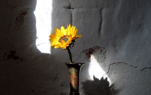 Превью обои подсолнух, цветок, ваза, лучи, стена