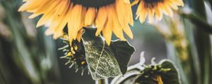 Превью обои подсолнух, цветок, желтый, лепестки
