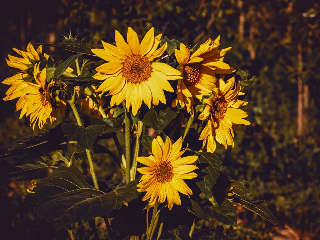 1024x768 Обои подсолнух, цветы, лето, желтый