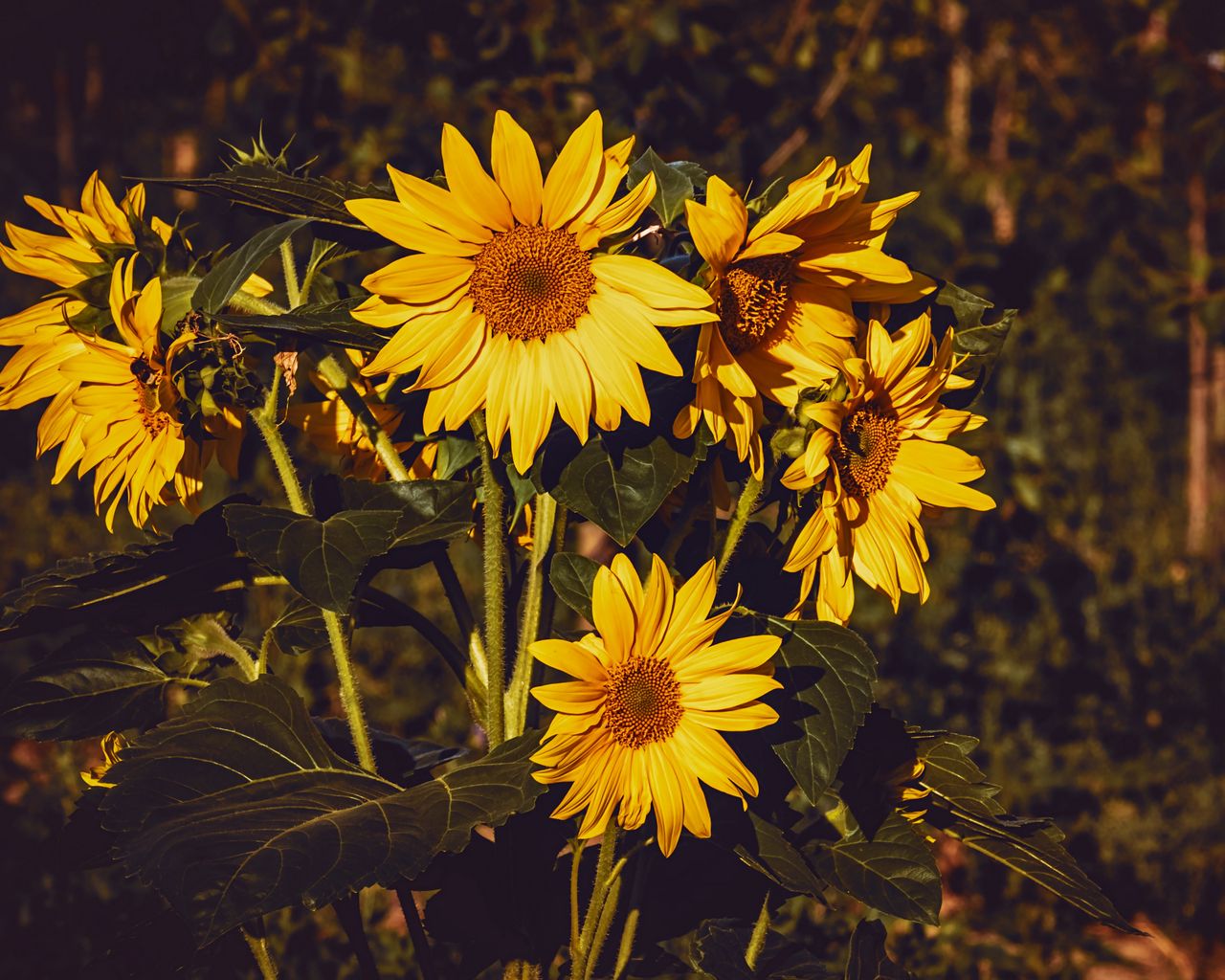 1280x1024 Обои подсолнух, цветы, лето, желтый