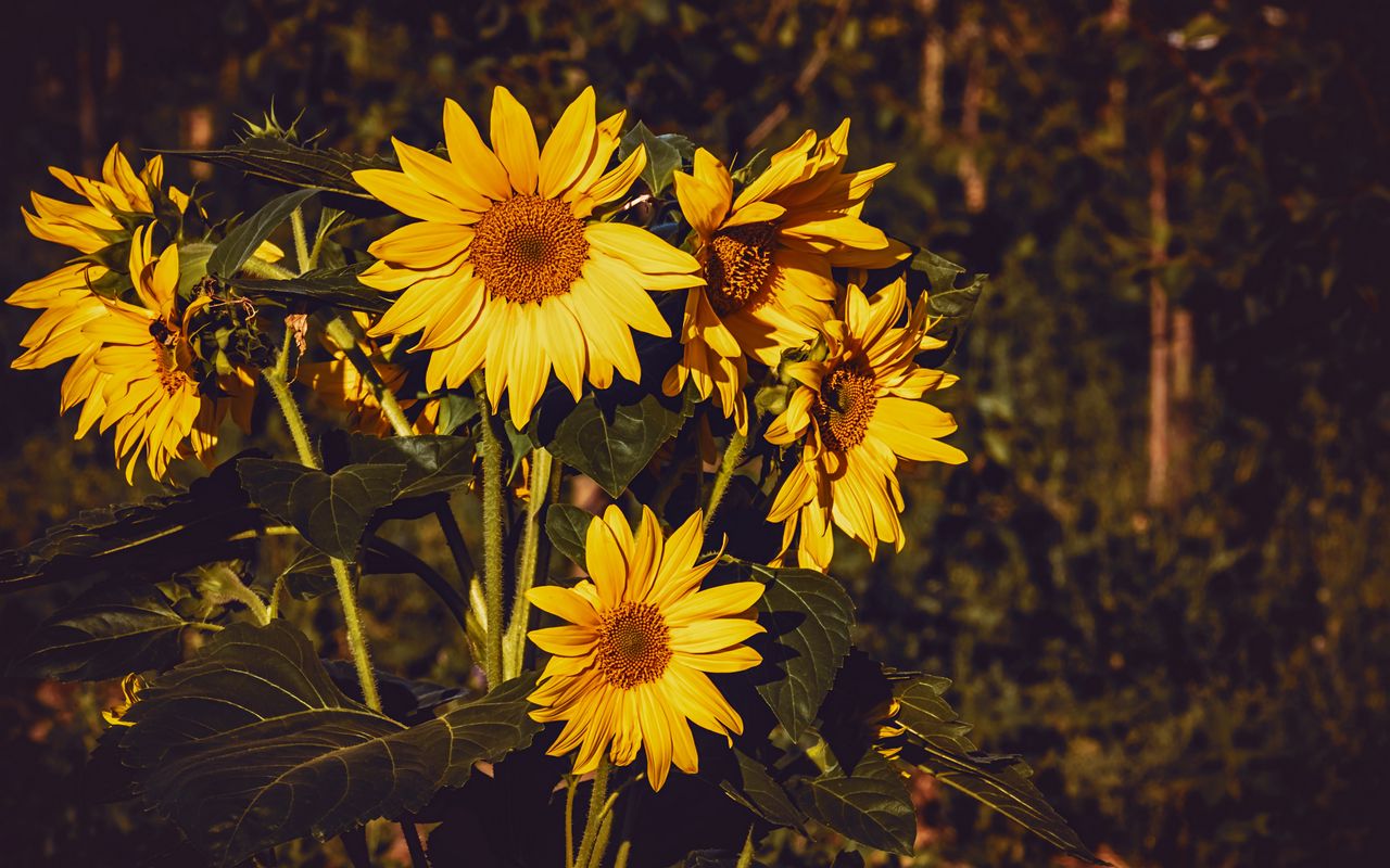 1280x800 Обои подсолнух, цветы, лето, желтый