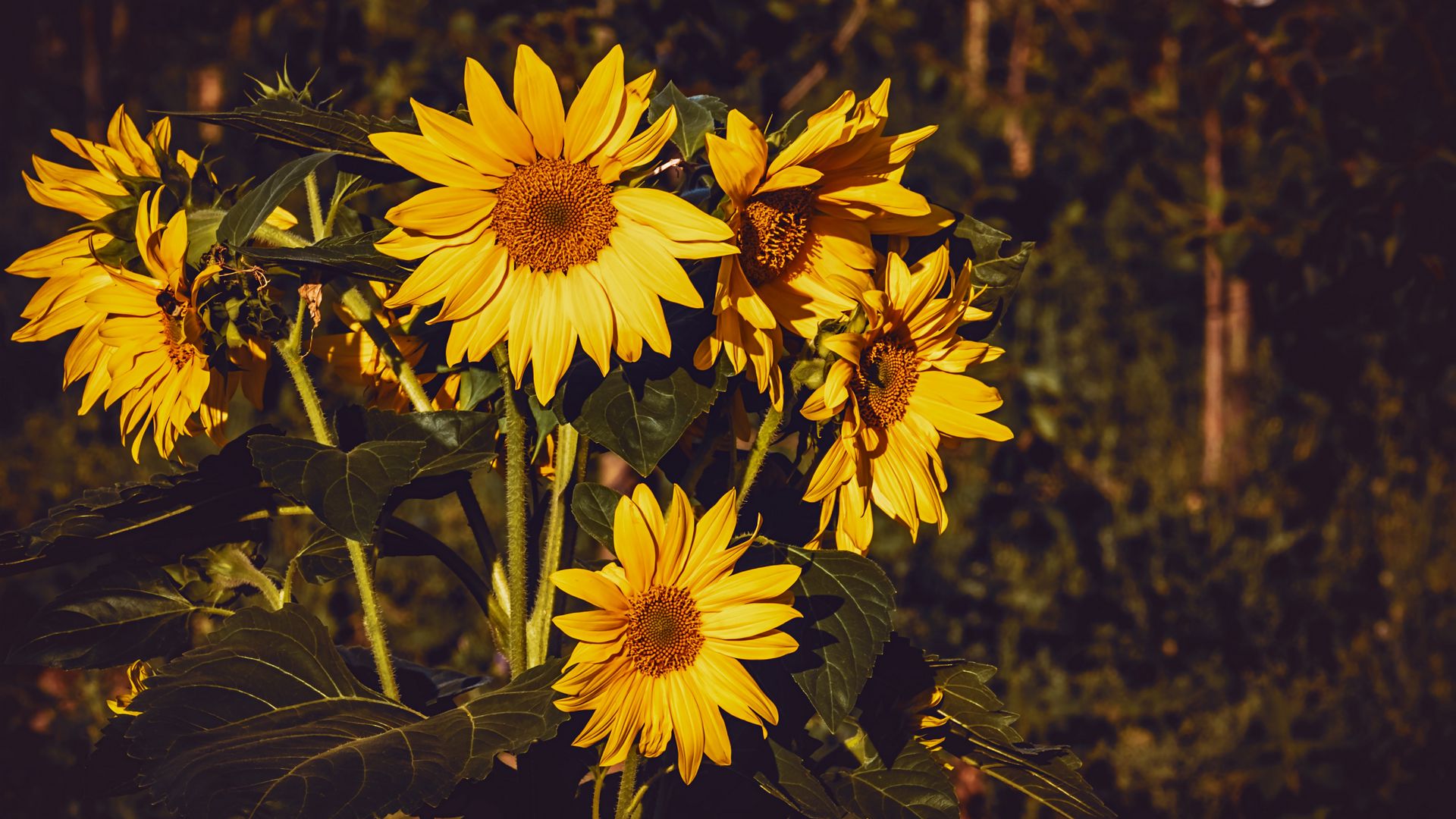 1920x1080 Обои подсолнух, цветы, лето, желтый