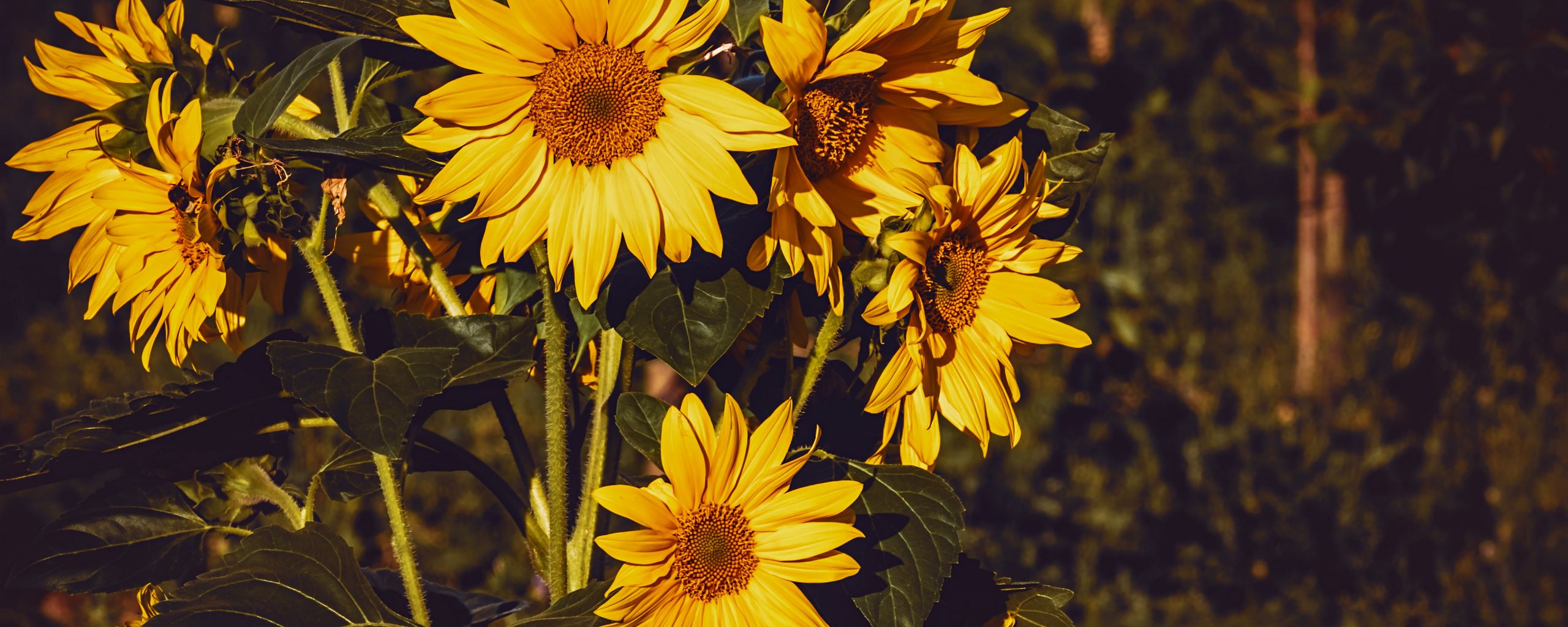 2560x1024 Обои подсолнух, цветы, лето, желтый