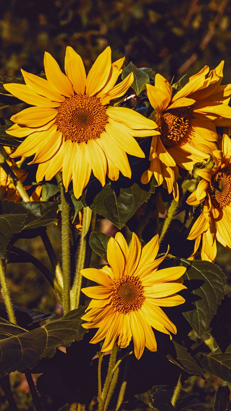 938x1668 Обои подсолнух, цветы, лето, желтый