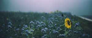 Превью обои подсолнух, цветы, поле, размытие