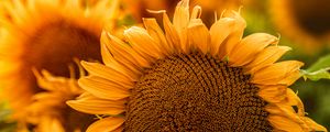 Превью обои подсолнух, цветы, желтый, лепестки