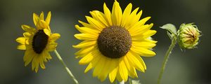 Превью обои подсолнухи, лепестки, лето, цветы, желтый