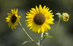 Превью обои подсолнухи, лепестки, лето, цветы, желтый
