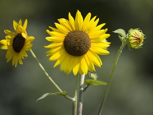 Превью обои подсолнухи, лепестки, лето, цветы, желтый